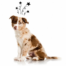 Lâmes de rechange pour démêloir