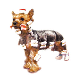 Papillotes pour chien Couleur : Blanc SHOW TECH